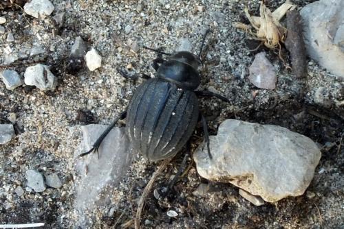 Réf. 92 323 : Pimelia muricata