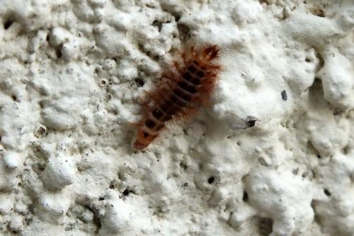 Drilus flavescens