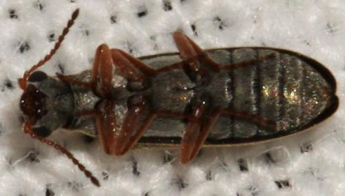 Réf. 92 357 : Danacea pallipes