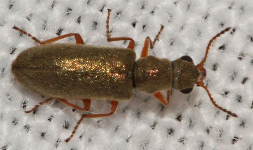 Danacea pallipes