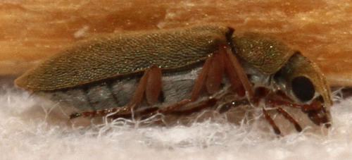 Réf. 92 359 : Danacea pallipes