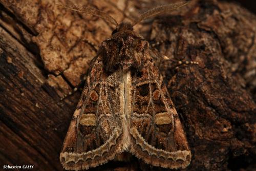 Leucochlaena oditis