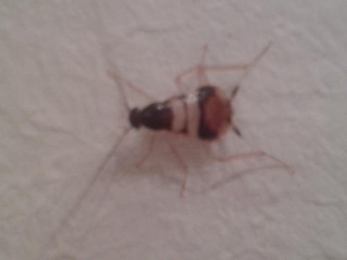 Supella longipalpa