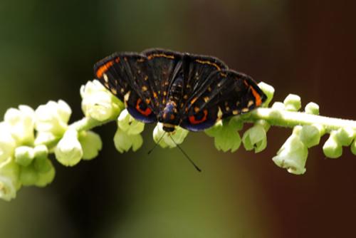 Symmachia estellina