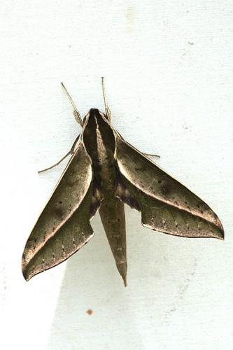 Xylophanes amadis amadis