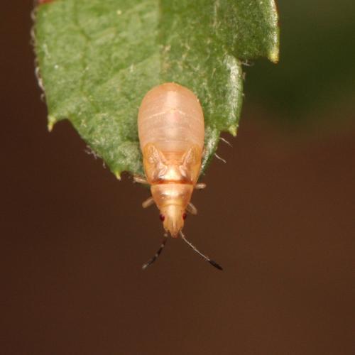 Oxycarenus pallens