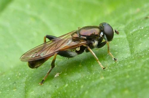 Réf. 92 728 : Xylota segnis