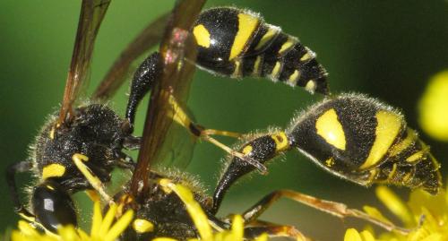 Eumenes papillarius