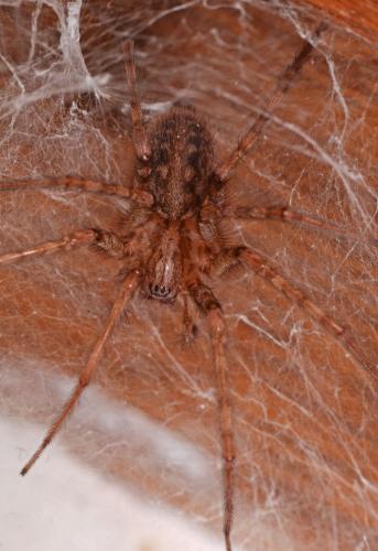 Tegenaria parietina