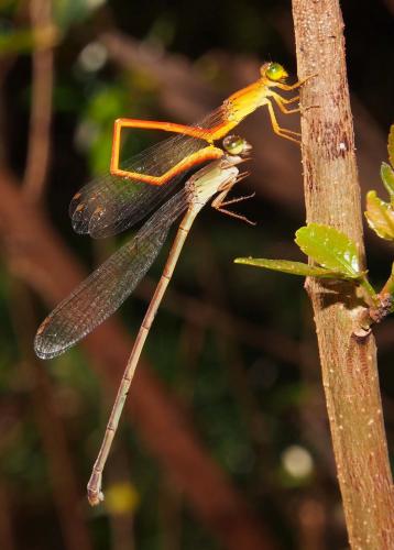 Ceriagrion glabrum