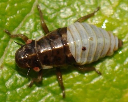 Aphrophora sp.