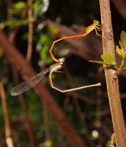 Réf. 92 428 : Ceriagrion glabrum