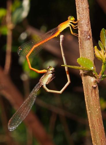 Réf. 92 429 : Ceriagrion glabrum