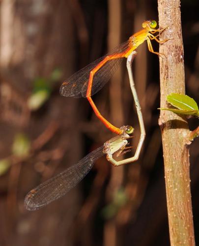 Ceriagrion glabrum