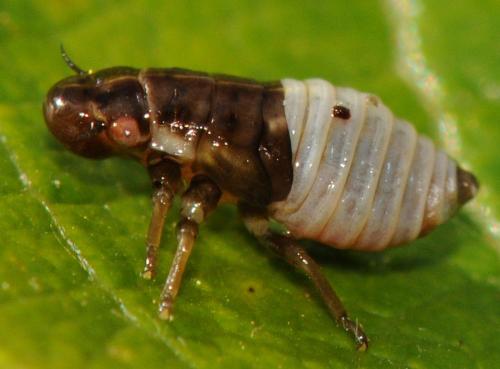 Réf. 92 972 : Aphrophora sp.
