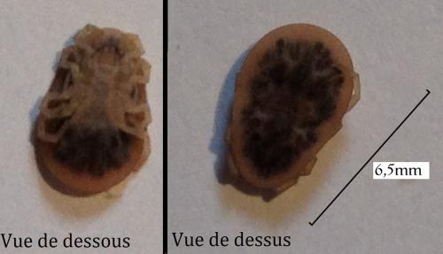 Argas reflexus