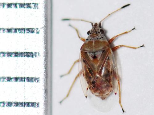 Kleidocerys ericae