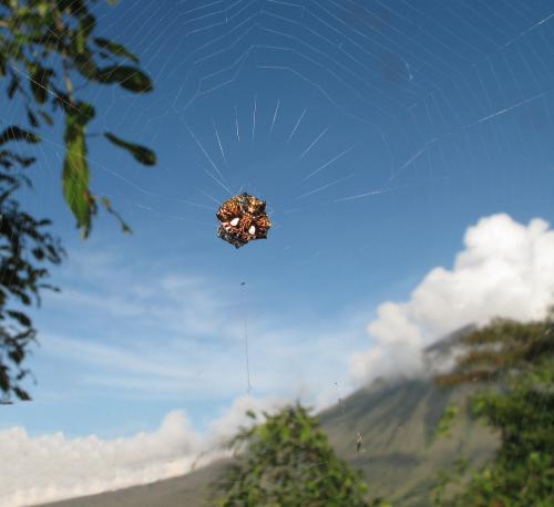 Thelacantha brevispina