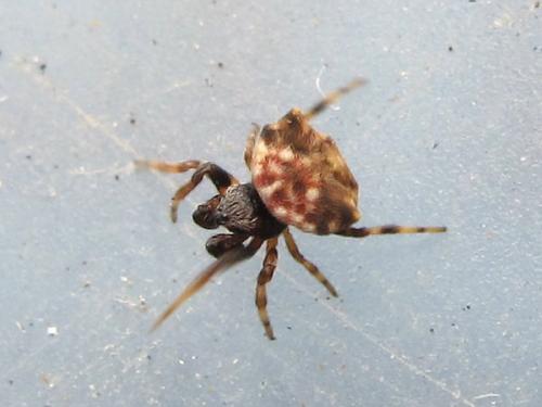 Thelacantha brevispina