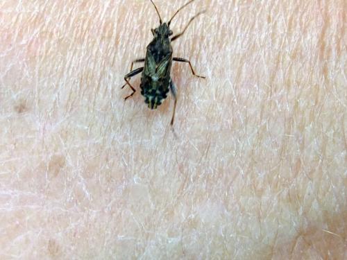 Stictopleurus sp.