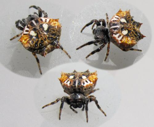 Thelacantha brevispina