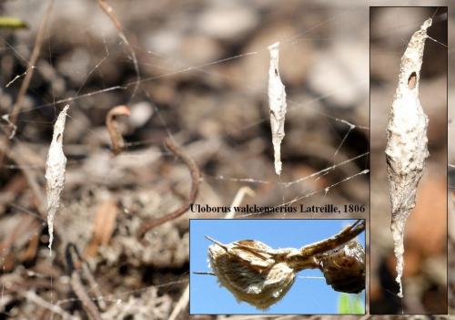 Uloborus walckenaerius