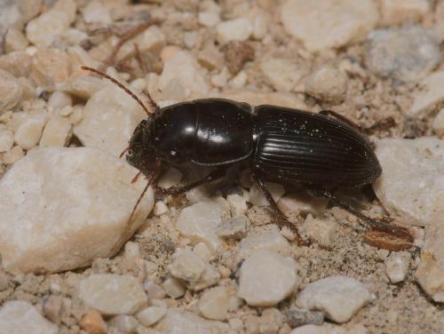 Acinopus sp.