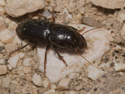 Acinopus sp.