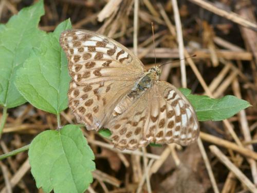 Réf. 92 493 : Argynnis paphia