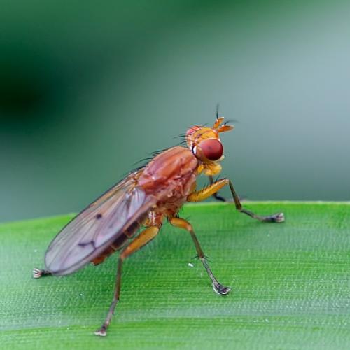 Tetanocera sp.