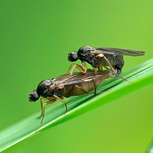 Gymnophora sp.