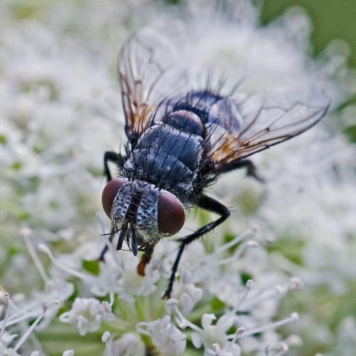 Pseudogonia sp.
