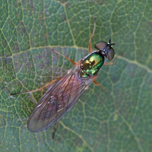Sargus bipunctatus