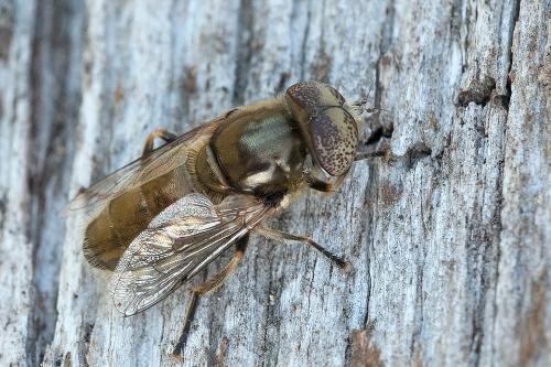 Réf. 92 048 : Eristalinus aeneus