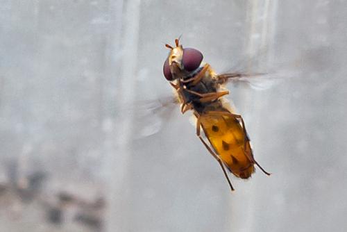 Réf. 92 132 : Episyrphus balteatus