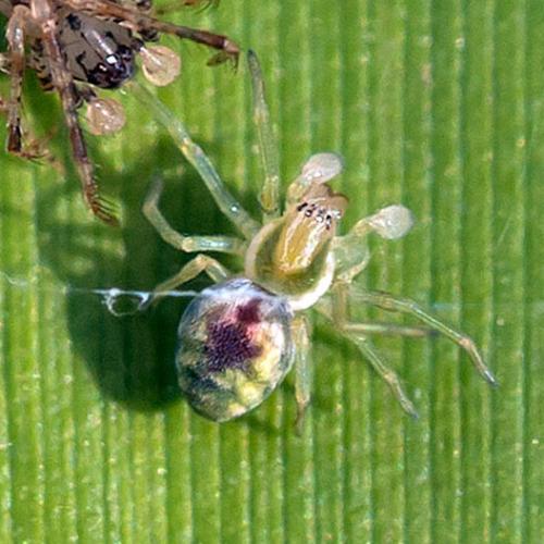Nigma puella