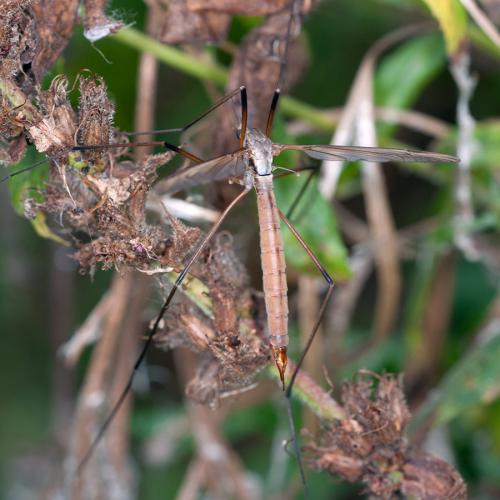 Tipula paludosa