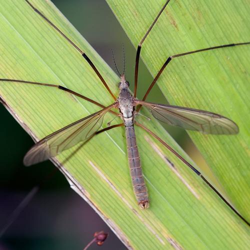 Tipula paludosa