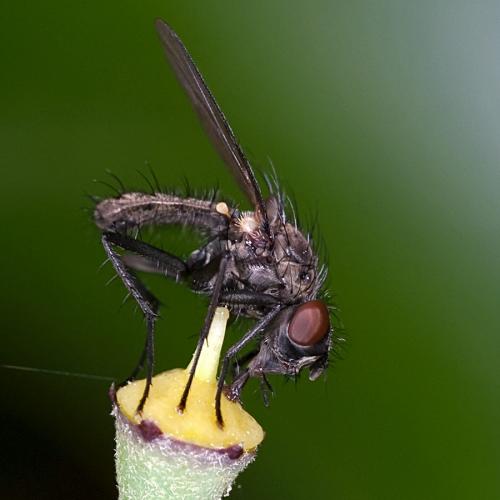 Réf. 92 801 : Delia radicum