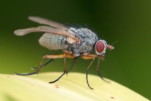 Helina impuncta