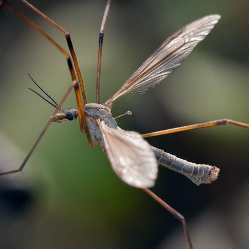 Tipula paludosa