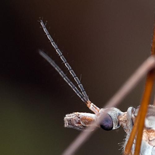 Tipula paludosa