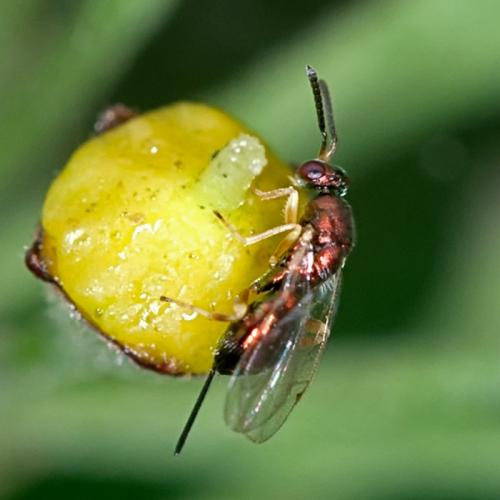 Toryminae