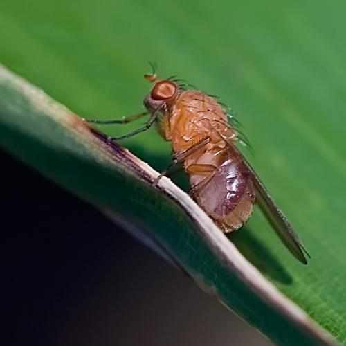 Calliopum tuberculosum