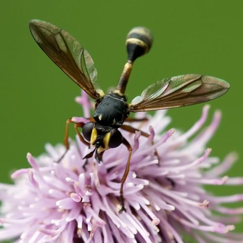 Réf. 92 327 : Physocephala rufipes