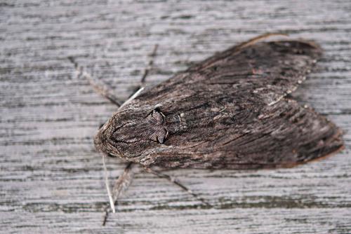 Réf. 92 032 : Agrius convolvuli