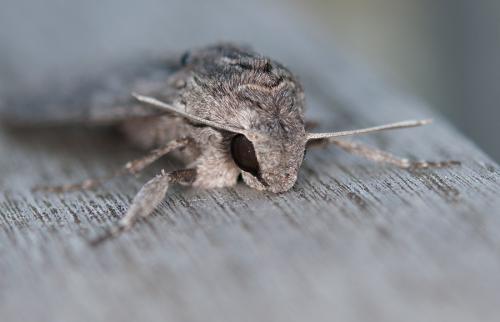 Agrius convolvuli