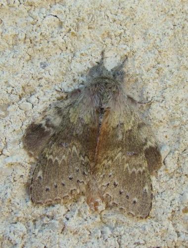 Stauropus fagi
