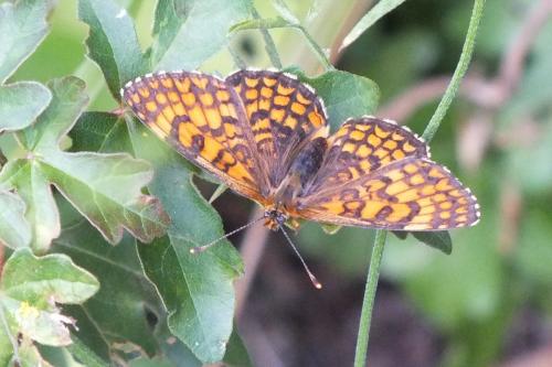Melitaea deione