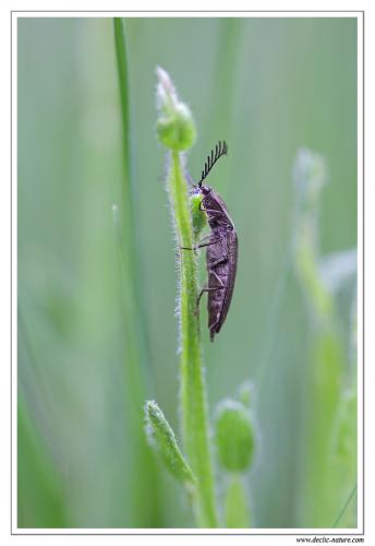 Réf. 92 561 : Ctenicera sp.